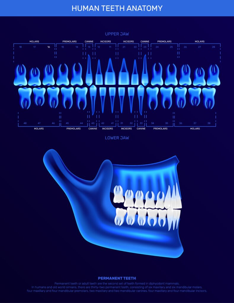 Love Your Smile, Gap and All: A Look at Dental Spacing 1 Dental Spacing