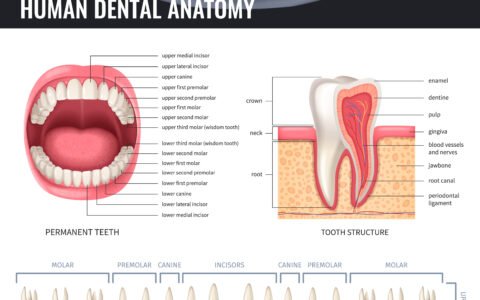 Love Your Smile, Gap and All: A Look at Dental Spacing 4 Human Dental Anatomy